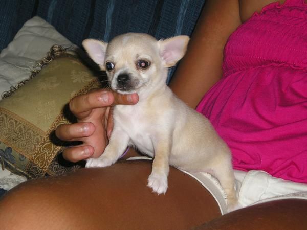 Chihuahuas Duendes la Esmeralda.