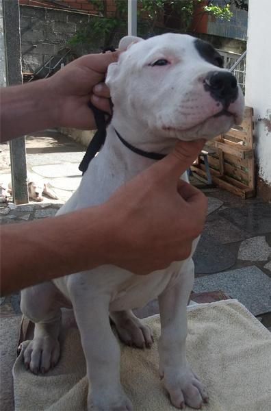 Dogo Argentino - Del Druida Blanco - Excelente Camada