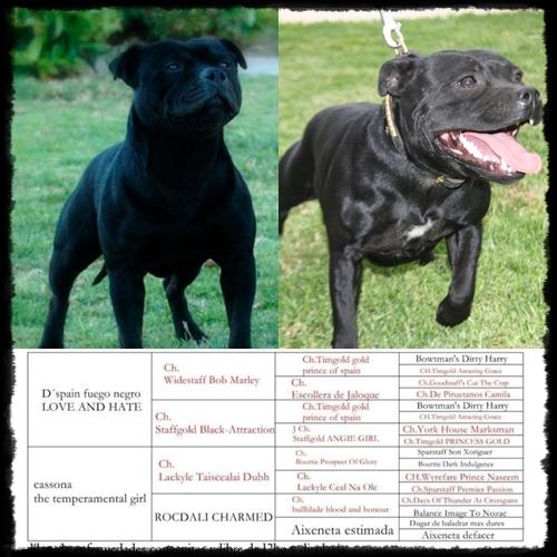 excelente camada de staffordshire bull terrier