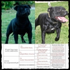 excelente camada de staffordshire bull terrier - mejor precio | unprecio.es