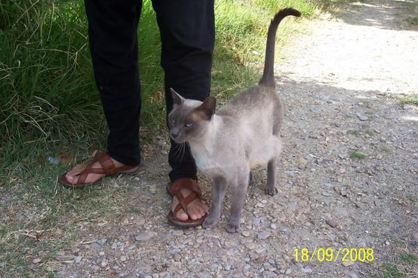 gatita abandonada busca casa