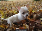 Mini cachorros de chiguagua disponible, pelo corto. - mejor precio | unprecio.es