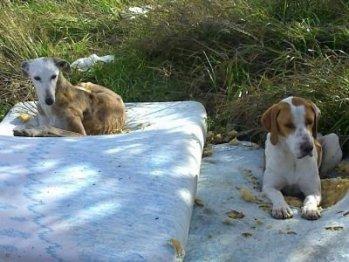 POINTER MUY JOVEN ABANDONADO EN EL CAMPO, AYUDA PORFAVOR¡¡