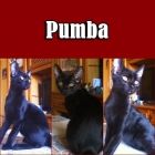 Pumba y Leni, dos guapos en adopción - mejor precio | unprecio.es