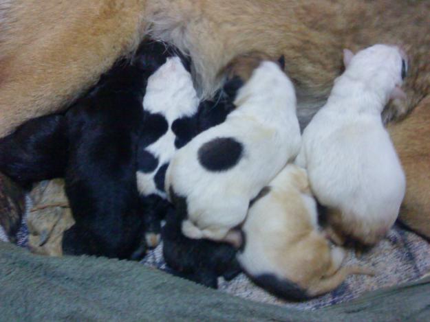 Regalo Cachorros