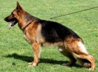 VENTA DE IMPRESIONANTES CACHORROS - mejor precio | unprecio.es