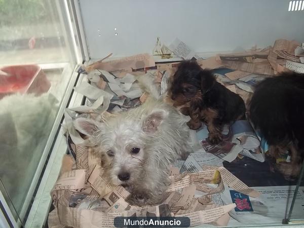 Westy macho y hembra a 265 euros