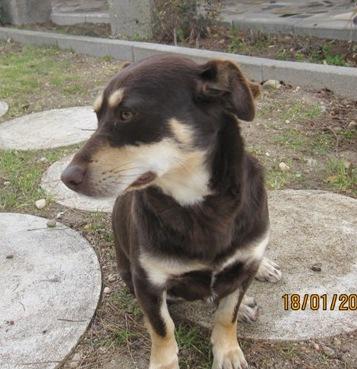 Perra Mestiza para adopción.