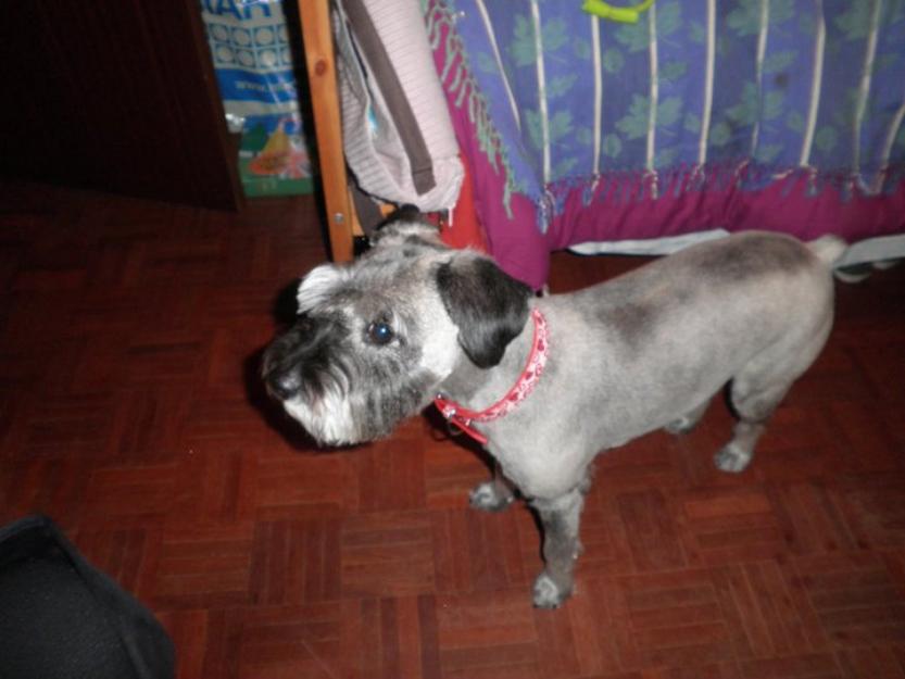 Schnauzer estándar busca novio