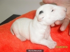 CACHORROS BULLTERRIER CON PEDIGRI LOE!!! - mejor precio | unprecio.es