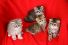 GATITOS PERSAS AZUL Y ATIGRADO - mejor precio | unprecio.es