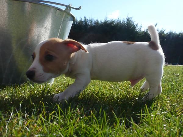 JACK RUSSELL TERRIER PATA CORTA 450E
