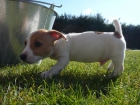 JACK RUSSELL TERRIER PATA CORTA 450E - mejor precio | unprecio.es