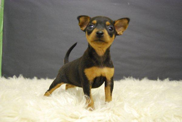 Mini Pinscher Preciosos Ejemplares Machos y hembras con 2 meses