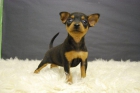 Mini Pinscher Preciosos Ejemplares Machos y hembras con 2 meses - mejor precio | unprecio.es