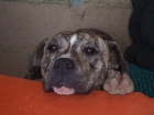 PERDIDO,PITBULL HEMBRA ATIGRADA ,IMPORTANTE PERSONA ENFERMA - mejor precio | unprecio.es