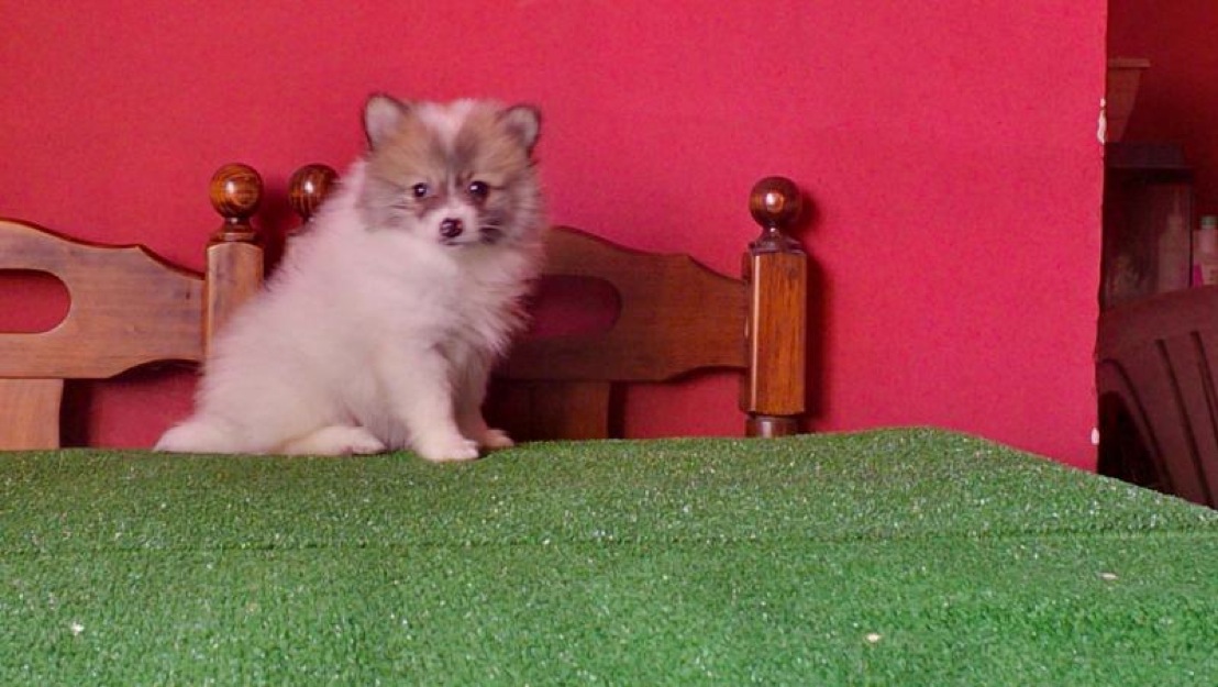 Pomerania en color rojo y panda , padres a la vista