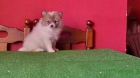 Pomerania en color rojo y panda , padres a la vista - mejor precio | unprecio.es