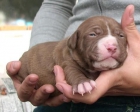 ULTIMA CACHORRITA AMERICAN PITBULL TERRIER!!! - mejor precio | unprecio.es