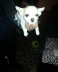 Ultimo cachorrito chihuahua toy toy, el mejor regalo para el dia del padre - mejor precio | unprecio.es