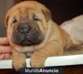 Próxima camada se shar-pei! en enero!! MUY ECONÓMICOS!!