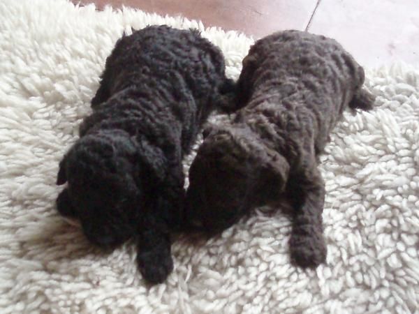 ÚLTIMOS CACHORROS DE PERRO DE AGUAS ESPAÑOL