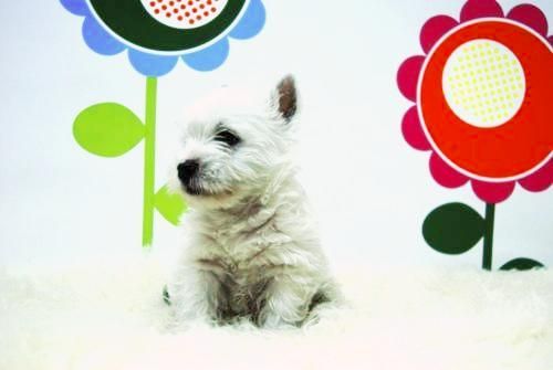 Animalflower.es ( Cria y Seleccion ) Camadas Disponibles  - Boxer - Pastor Aleman  - westy - Lhasa Apso