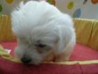 bichon maltes m - mejor precio | unprecio.es