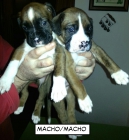 Cachorros boxer - mejor precio | unprecio.es