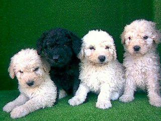 Cachorros de Perro de Agua Español