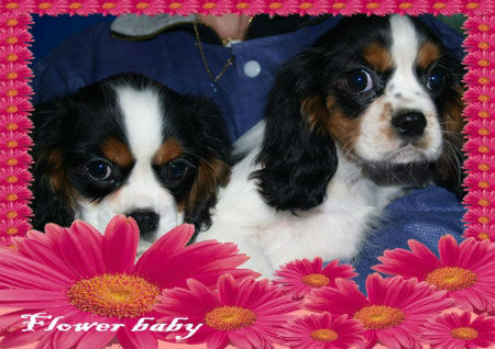 Cavalier, el mejor precio