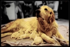 ESPECTACULAR CAMADA GOLDEN RETRIEVER - mejor precio | unprecio.es