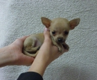 Excelente camada de Chihuahuas toy - mejor precio | unprecio.es