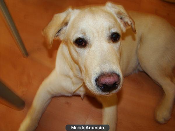 Perro Labrador dorado para monta con pedigree