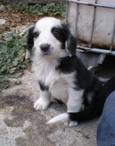 Regalo dos cachorros cruzados de Border Collie