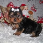 YORKSHIRE TERRIER A 125 EUROS TAMAÑO TOY - mejor precio | unprecio.es