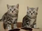 Regalo,Silver británicos gatitos de pelo corto hermosa casa. - mejor precio | unprecio.es