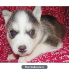HUSKYS DISPONIBLES---(100â‚¬) - mejor precio | unprecio.es