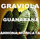 GRAVIOLA - GUANÁBANA: ¡10.000 VECES MÁS POTENTE QUE LA QUIMIOTERAPIA Y 100 - mejor precio | unprecio.es