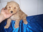 Cachorros de Caniche color Apricot con garantía y pedigrí - mejor precio | unprecio.es