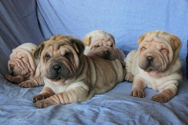 CAMADA DE SHAR-PEIS CON PEDIGREE