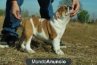 camadita de bull terrier miniatura.ven a conocernos - mejor precio | unprecio.es