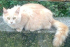 Newton, gato naranja cruce de persa en adopción - mejor precio | unprecio.es