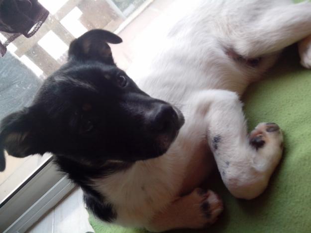Regalo cachorro de perro