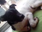 Regalo cachorro de perro - mejor precio | unprecio.es