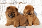 Vendo cachorritos de Choe Chow - mejor precio | unprecio.es