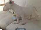 Vendo cachorro de BULLTERRIER. pedigree - mejor precio | unprecio.es