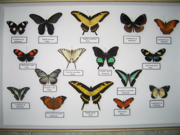 Venta de cuadros entomológicos (Colección)