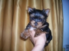 YORKSHIRE TERRIER, HUSKY SIBERIANO, COCKER, BULL TERRIER, BOXER, CHIHUHUAS - mejor precio | unprecio.es