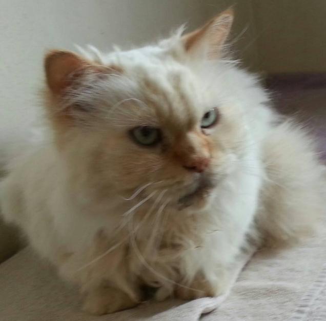 Lili – gato auténtico  persa en adopción
